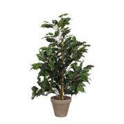 Ficus exotica vert en pot stan gris h65cm